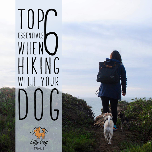Top 6 Essentials When Hiking With Your Dog