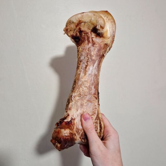 Jumbo Ostrich Bones